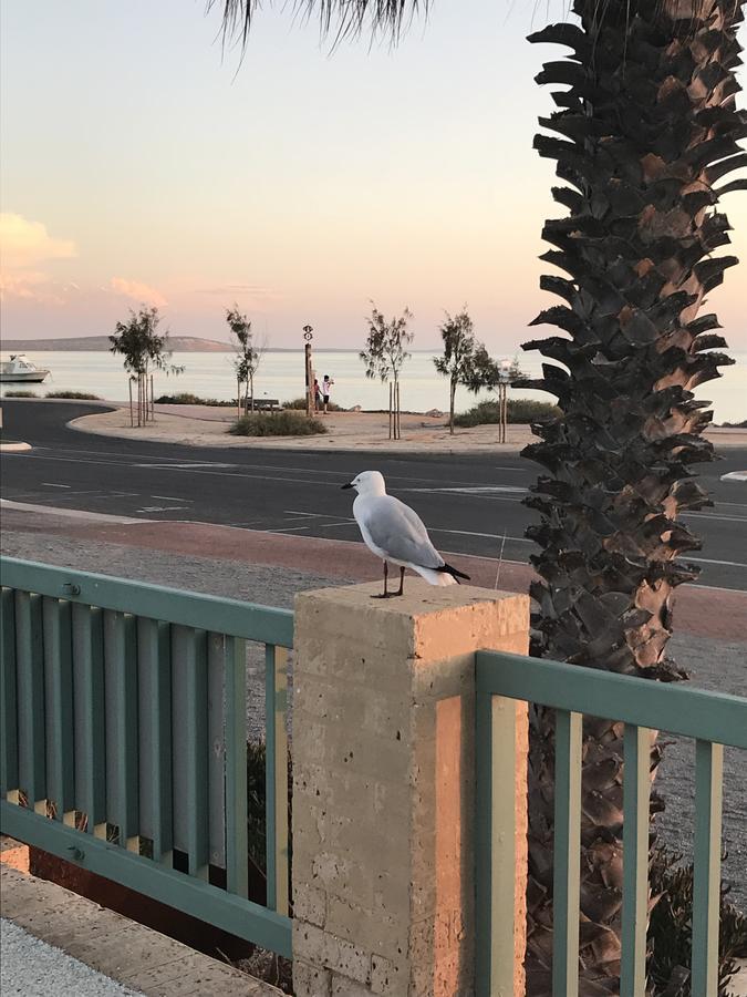 Shark Bay Seafront Apartments Denham Extérieur photo